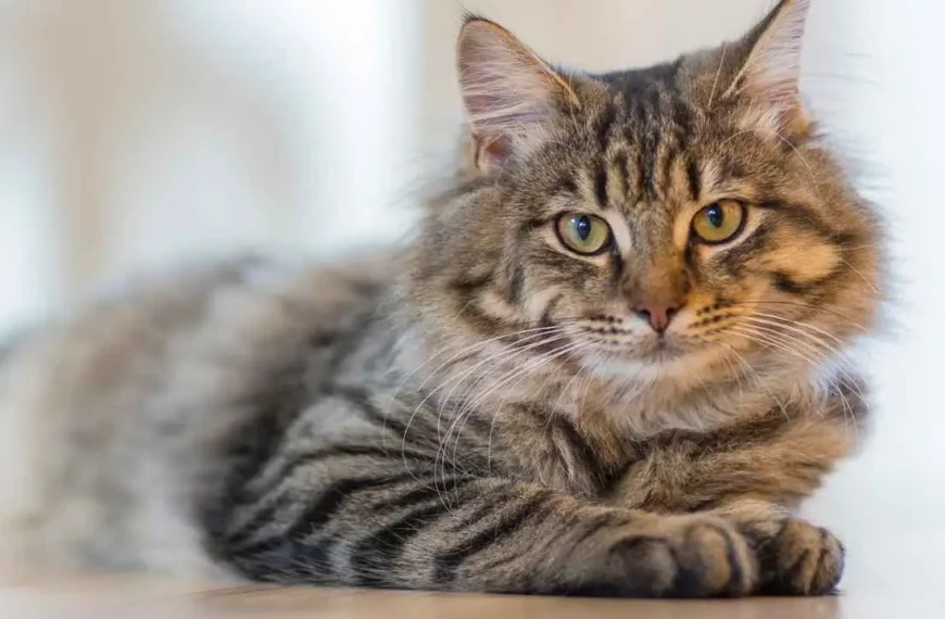 Woman Loses Job because of her pet cat