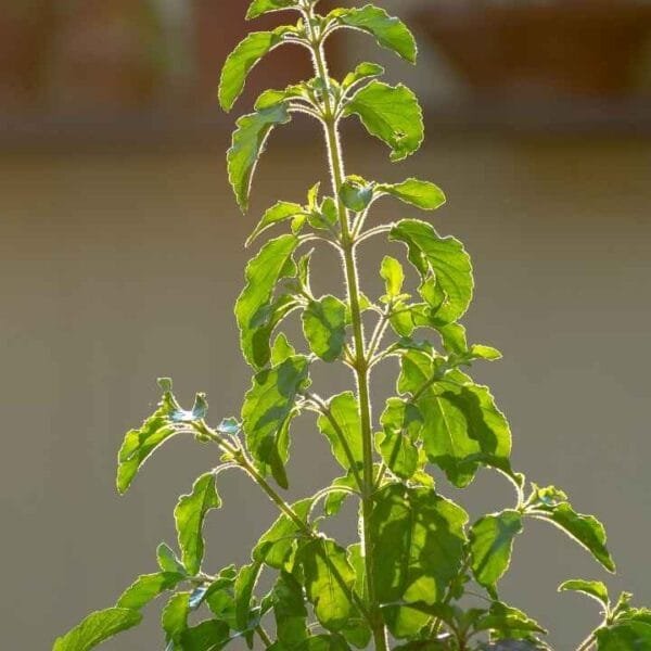 know about the significance of Tulasi Matti Thilakam