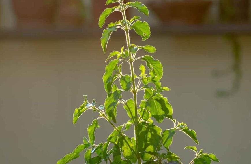 know about the significance of Tulasi Matti Thilakam