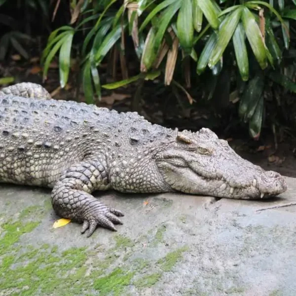 what is the reason behind crocodile tears saying