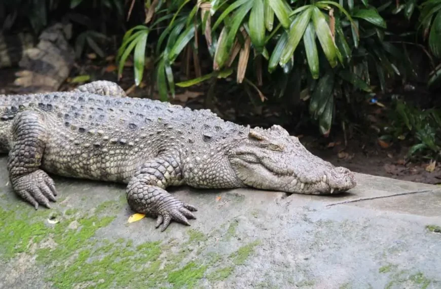 what is the reason behind crocodile tears saying