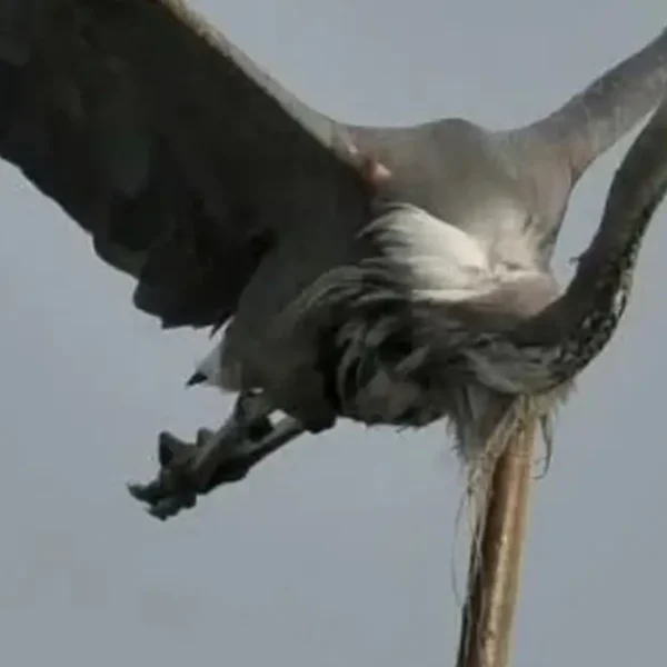 in a Viral News eel fish rips and comes out of a flying bird