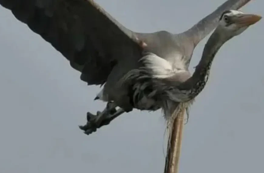 in a Viral News eel fish rips and comes out of a flying bird