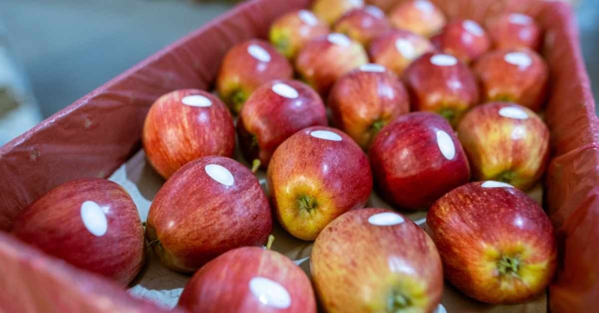 what-does-stickers-on-fruits-mean