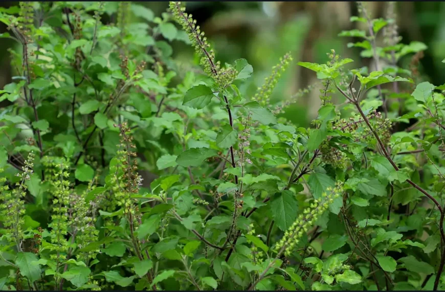 how tulsi plant warns you when you have Financial Issues