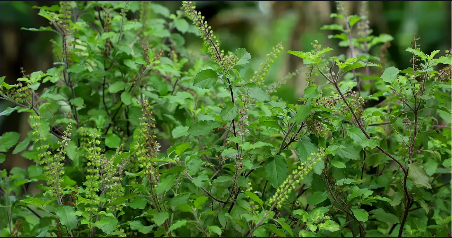 how tulsi plant warns you when you have Financial Issues