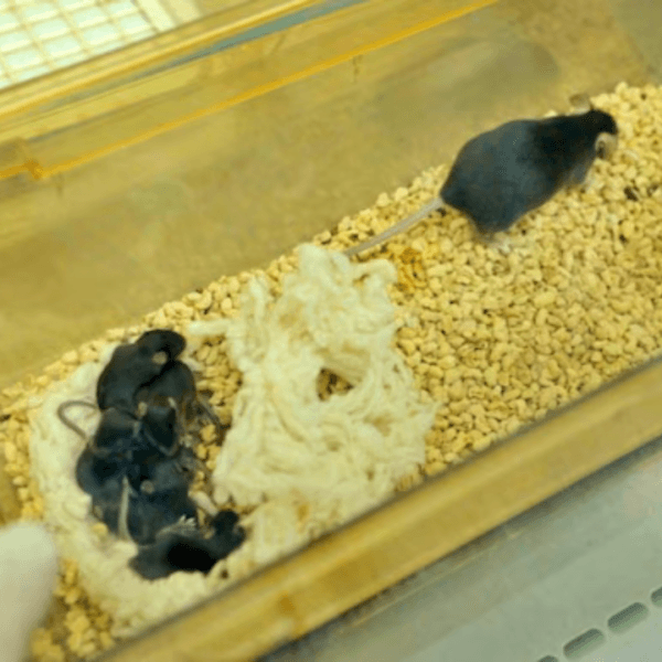 Viral News mice comes back from space and gave birth on earth