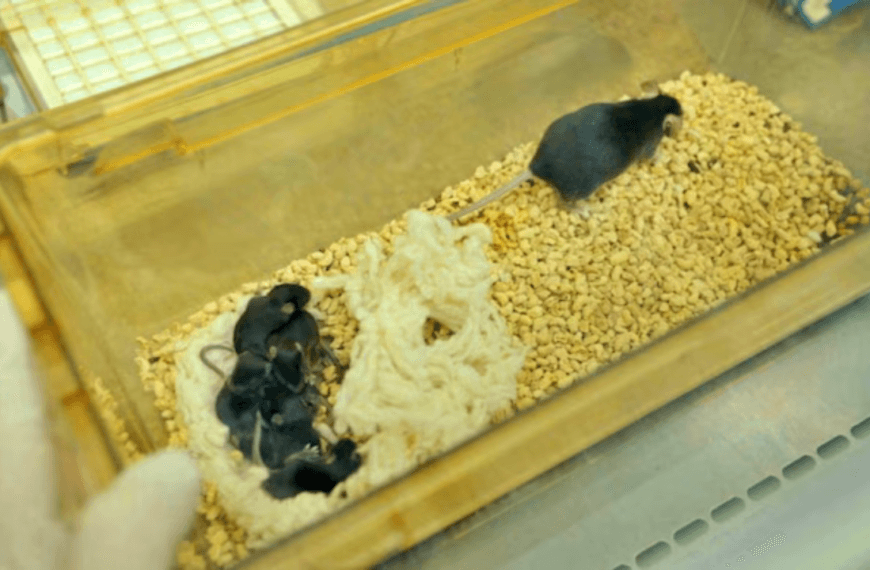 Viral News mice comes back from space and gave birth on earth