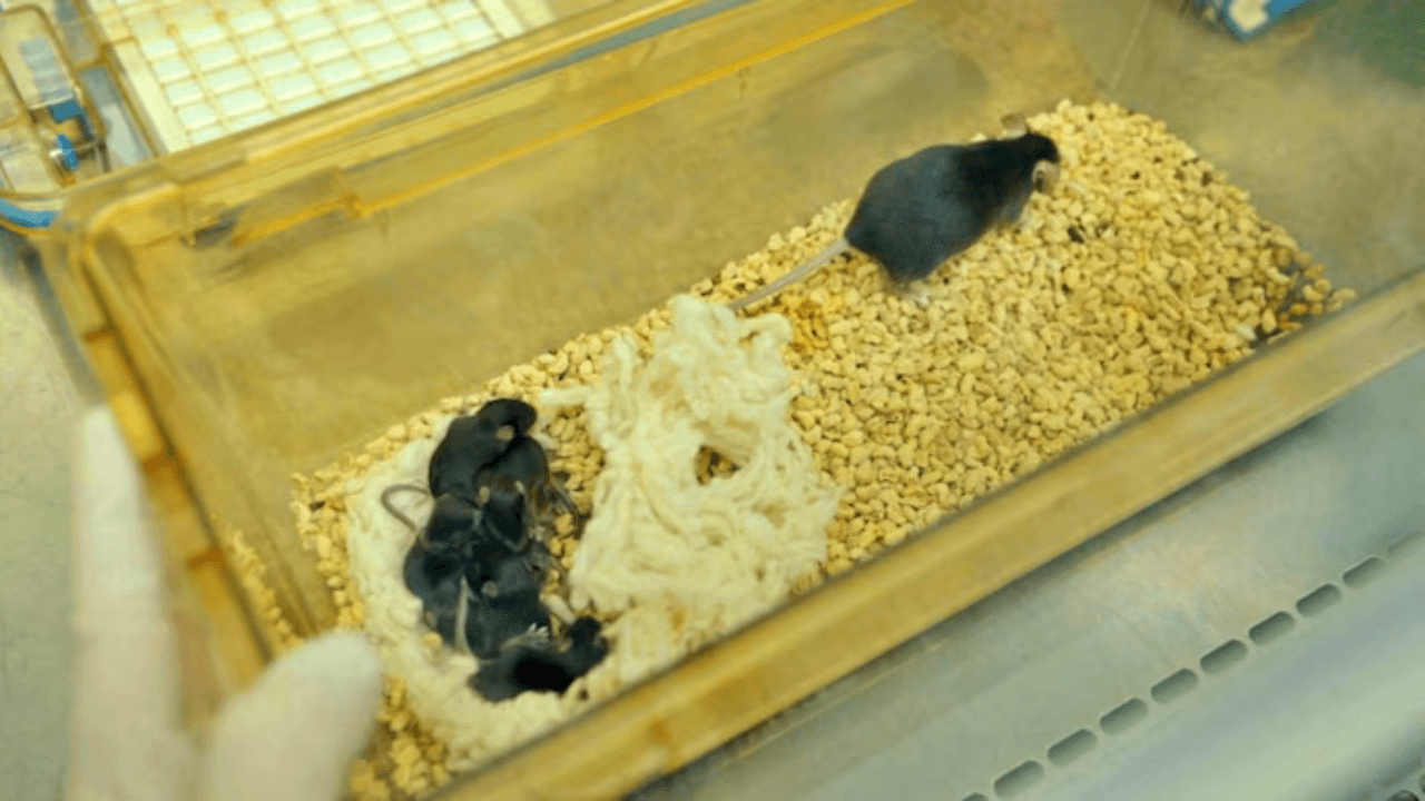 Viral News mice comes back from space and gave birth on earth