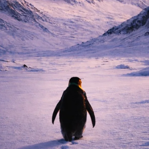 What is the Viral Penguin Story 