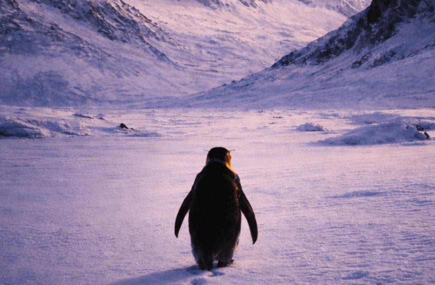 What is the Viral Penguin Story 